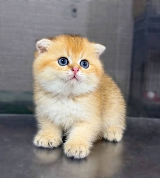 Scottish Fold