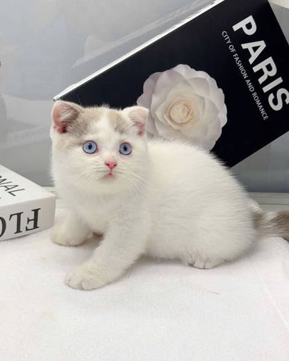 British Shorthair