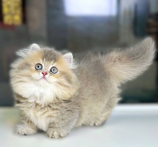 Munchkin Longhair