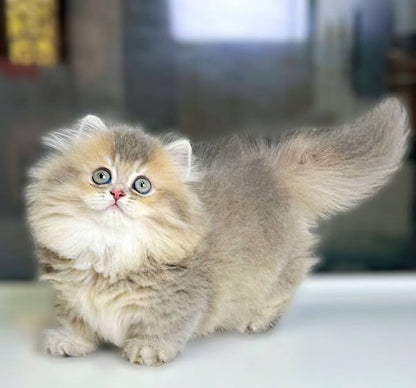 Munchkin Longhair