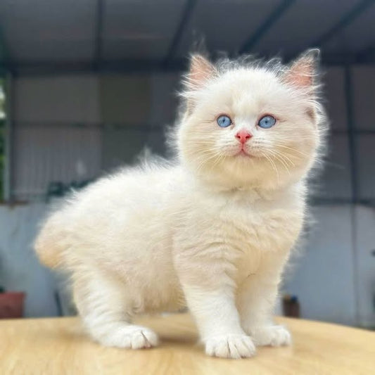 Ragdoll