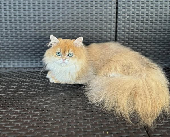 British Longhair