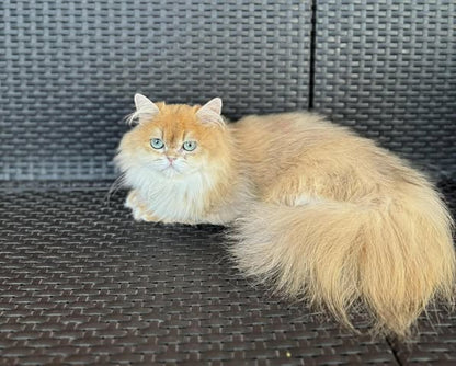 British Longhair