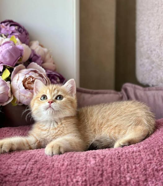 British Shorthair