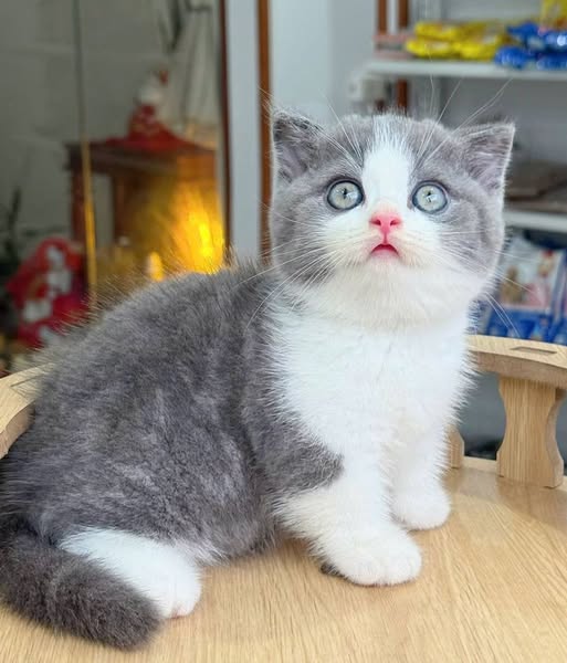 Munchkin