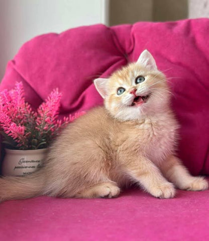 British Shorthair