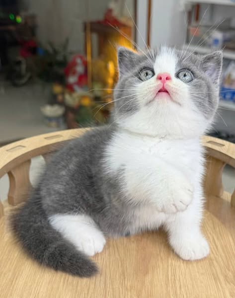 Munchkin
