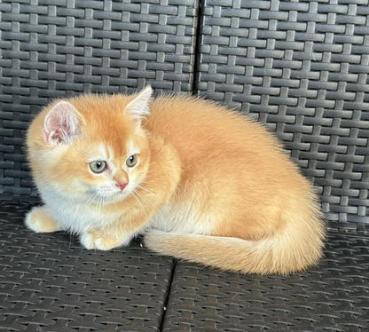 British Shorthair