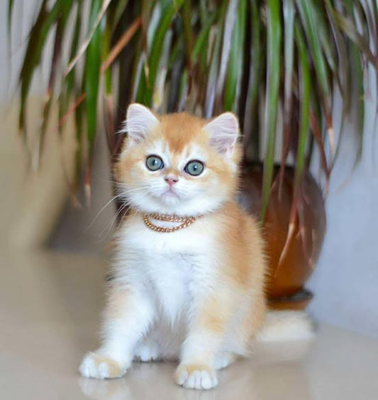 British Shorthair