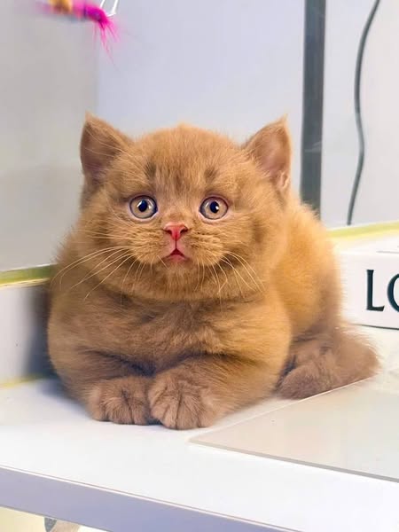 British Shorthair