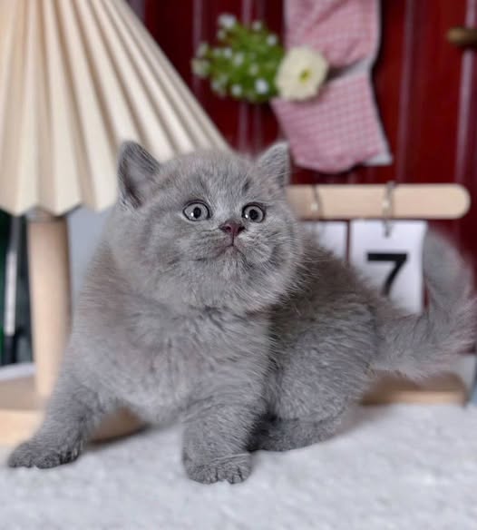 Munchkin