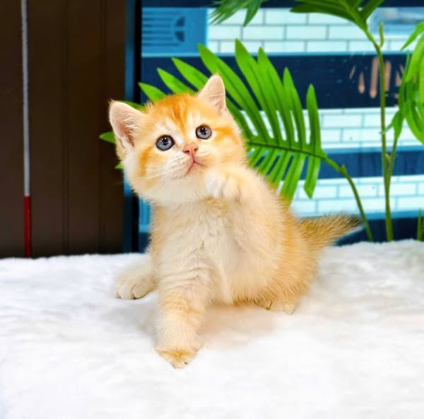 British Shorthair