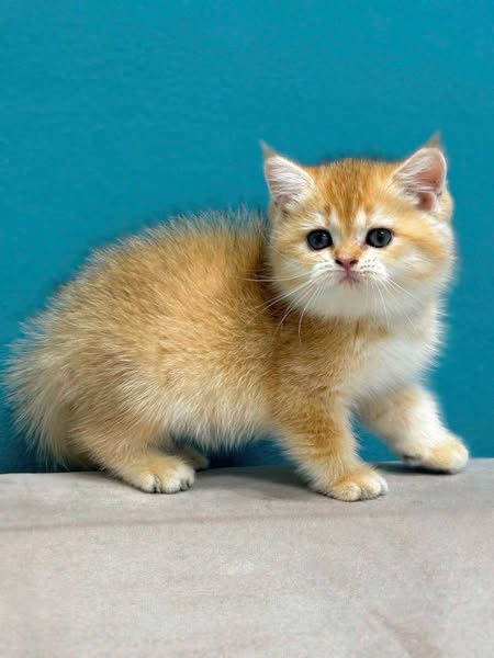 British Shorthair