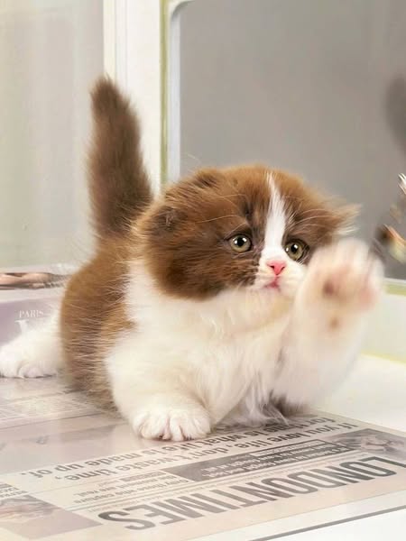 Munchkin Fold Longhair