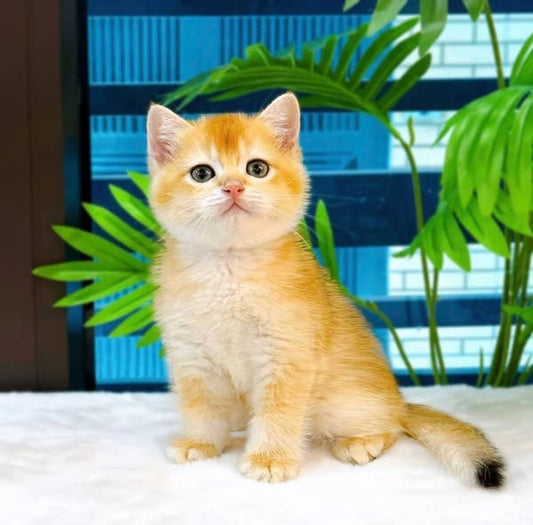British Shorthair
