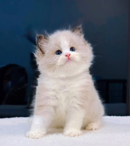 Ragdoll