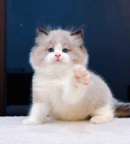 Ragdoll