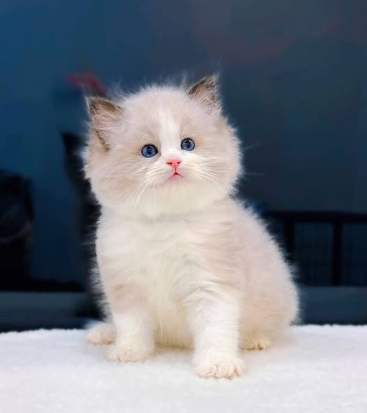 Ragdoll