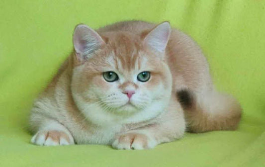 British Shorthair