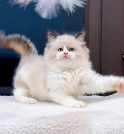 Ragdoll
