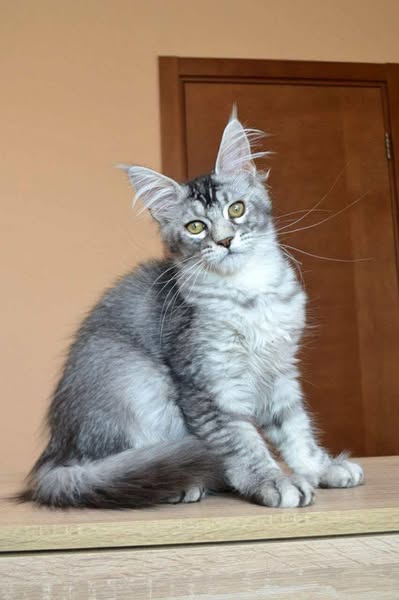 Maine Coon