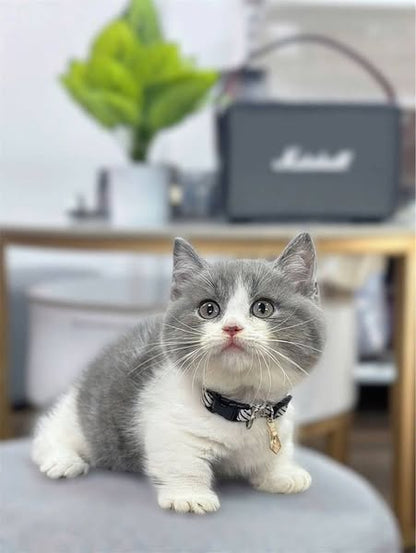 Munchkin