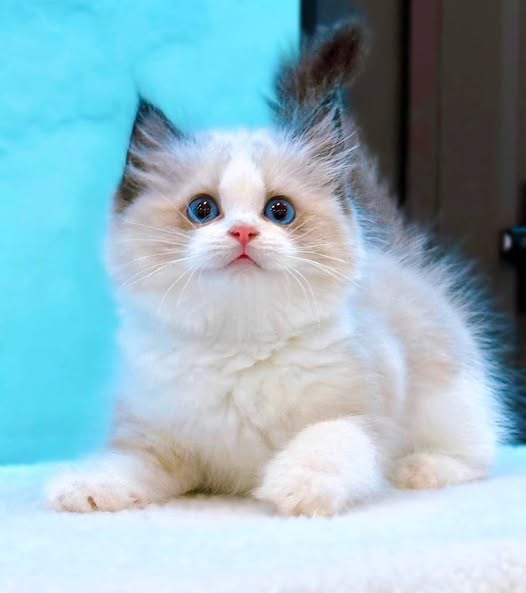 Ragdoll