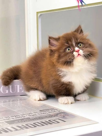 Munchkin Longhair