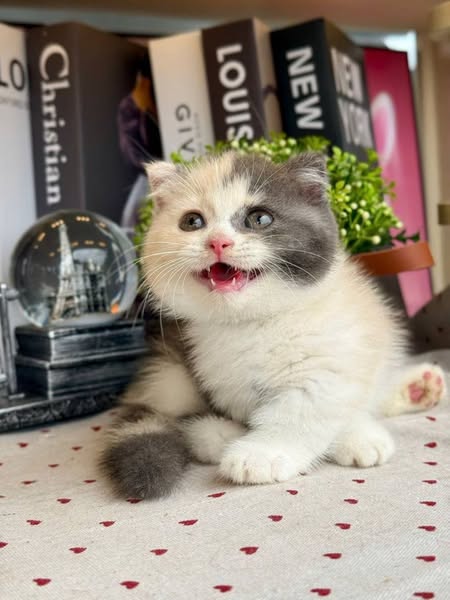 Munchkin Fold