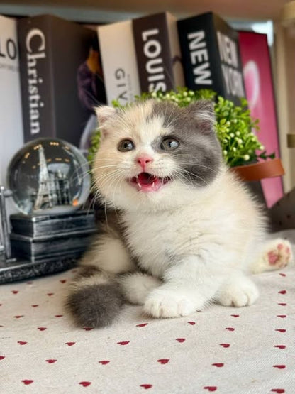 Munchkin Fold