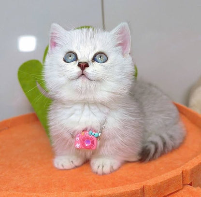 Munchkin