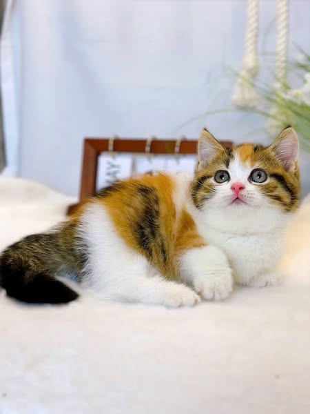 Munchkin