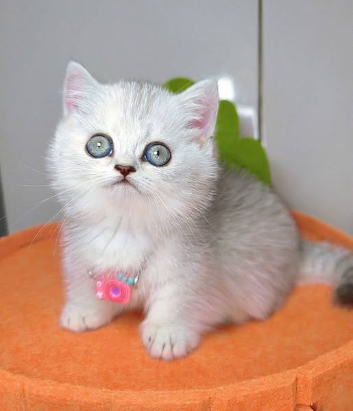 Munchkin