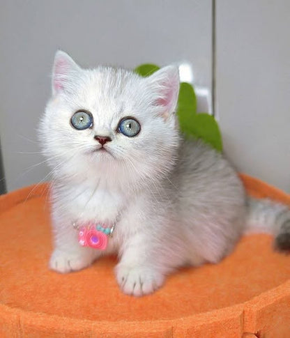 Munchkin