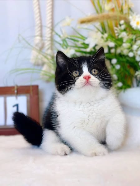 British Shorthair