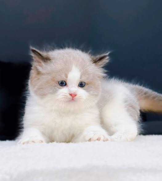 Ragdoll