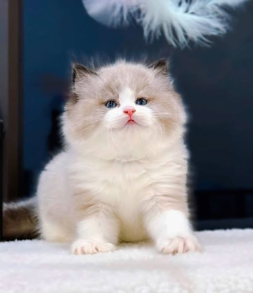 Ragdoll