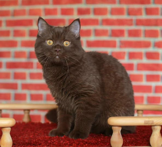 British Shorthair