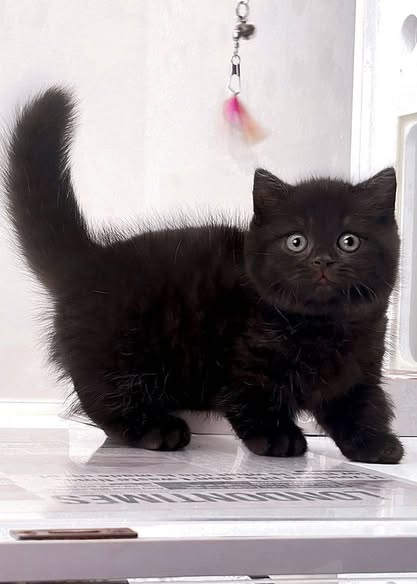 Munchkin
