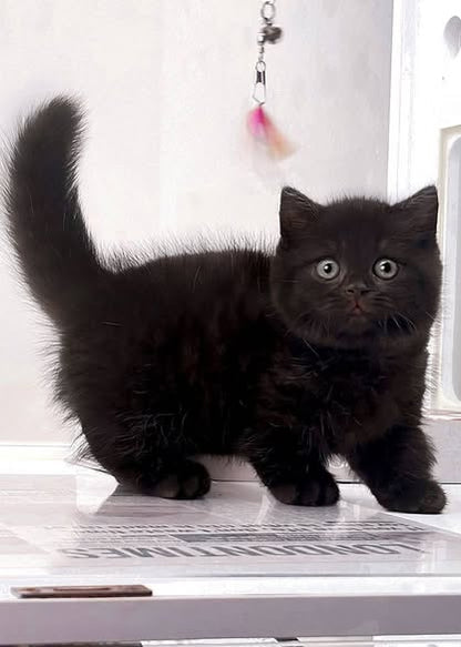 Munchkin