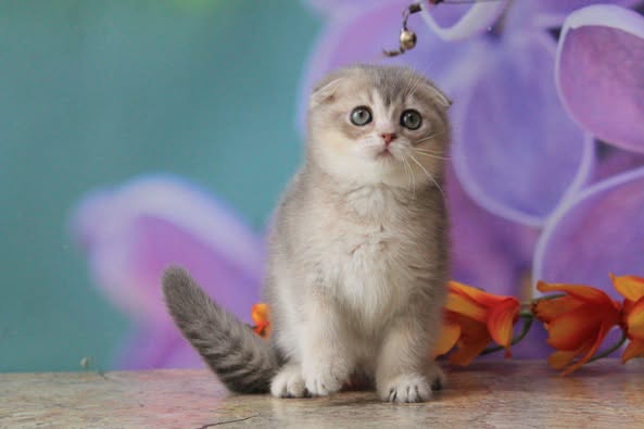 Scottish Fold
