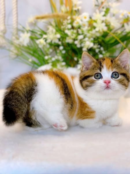 Munchkin