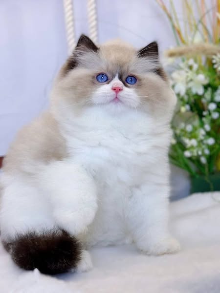 Ragdoll