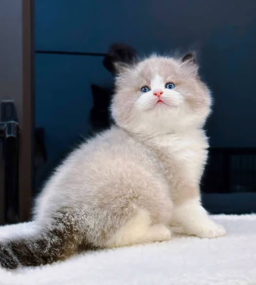 Ragdoll