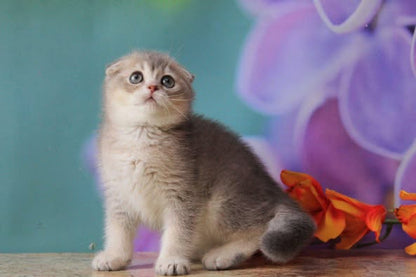 Scottish Fold