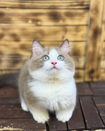 Munchkin