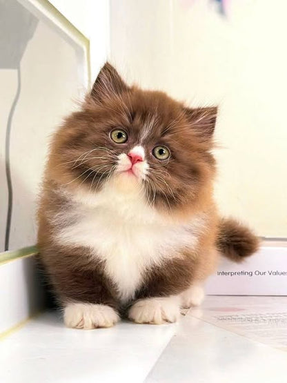 Munchkin Longhair