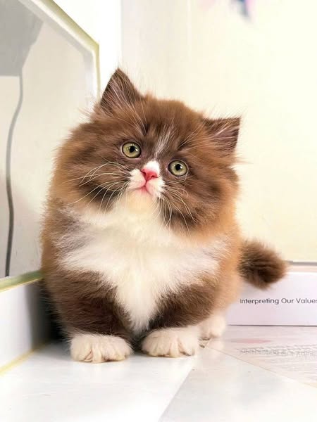 Munchkin Longhair