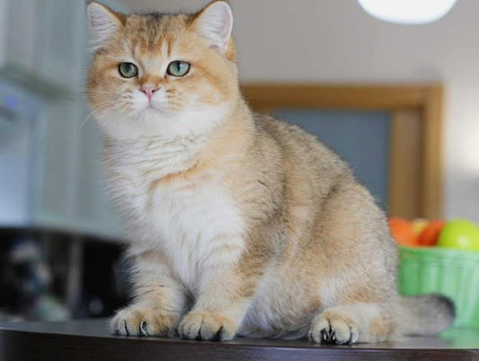British Shorthair