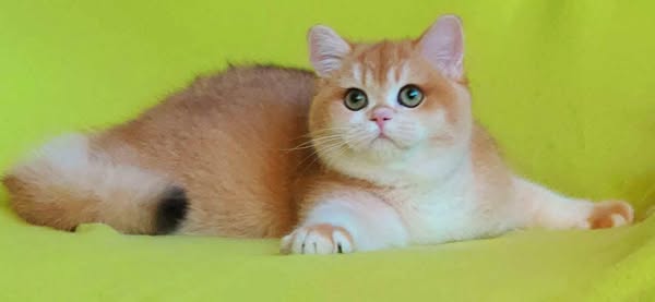 British Shorthair
